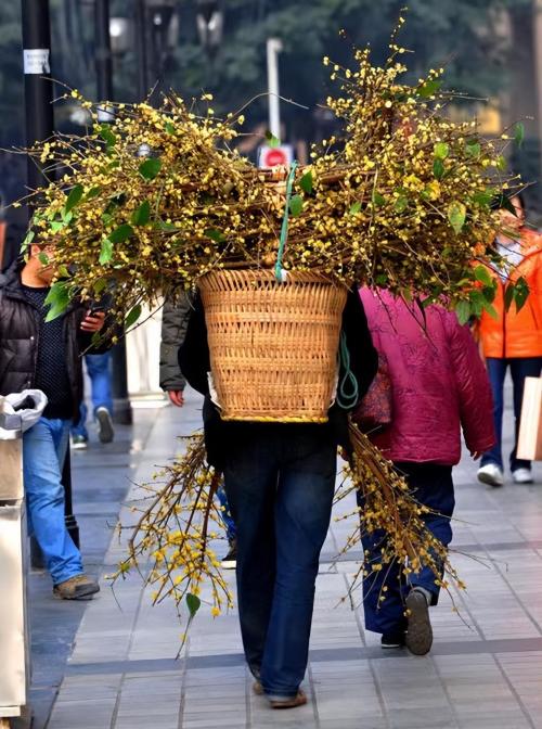 Cry of beauty! Chongqing Wintersweet viewing card, most of them are free!