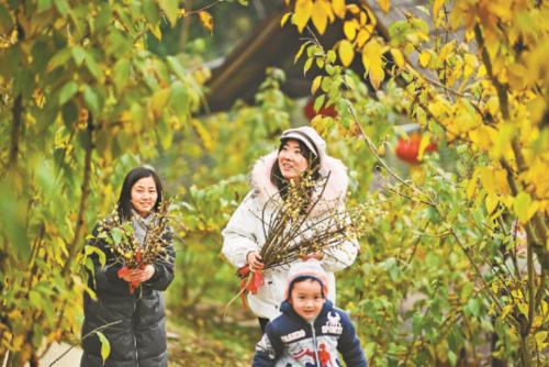 Cry of beauty! Chongqing Wintersweet viewing card, most of them are free!