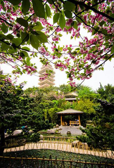 Cry of beauty! Chongqing Wintersweet viewing card, most of them are free!