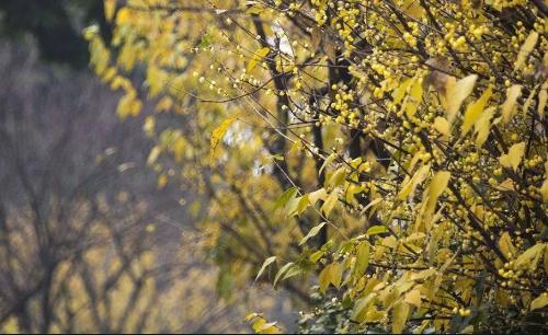 Cry of beauty! Chongqing Wintersweet viewing card, most of them are free!
