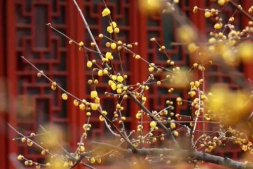 Cry of beauty! Chongqing Wintersweet viewing card, most of them are free!