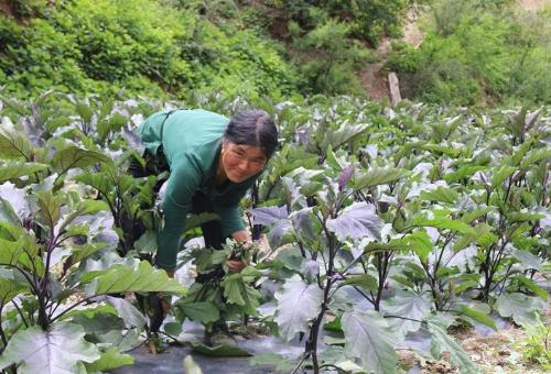 People from Henan and Sichuan are on list of most hardworking and hardy provinces in China. Who do you think is more hardy?