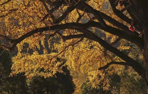 The ten oldest trees in China are more expensive than golden nanmu, and one of them has a lifespan of over 5,000 years.