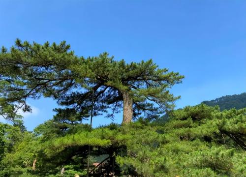 The ten oldest trees in China are more expensive than golden nanmu, and one of them has a lifespan of over 5,000 years.