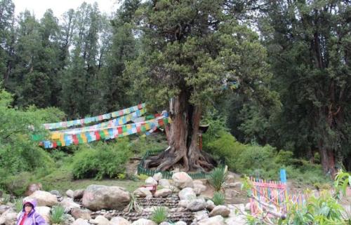 The ten oldest trees in China are more expensive than golden nanmu, and one of them has a lifespan of over 5,000 years.