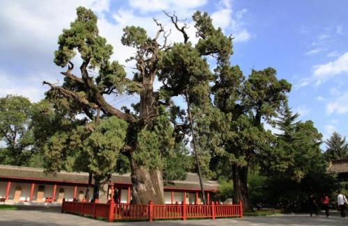 The ten oldest trees in China are more expensive than golden nanmu, and one of them has a lifespan of over 5,000 years.