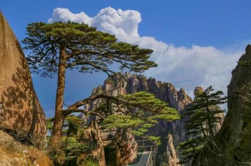 The ten oldest trees in China are more expensive than golden nanmu, and one of them has a lifespan of over 5,000 years.