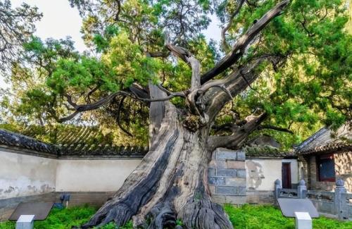 The ten oldest trees in China are more expensive than golden nanmu, and one of them has a lifespan of over 5,000 years.