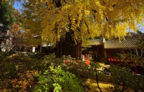 The ten oldest trees in China are more expensive than golden nanmu, and one of them has a lifespan of over 5,000 years.