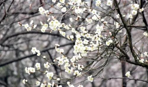The ten oldest trees in China are more expensive than golden nanmu, and one of them has a lifespan of over 5,000 years.