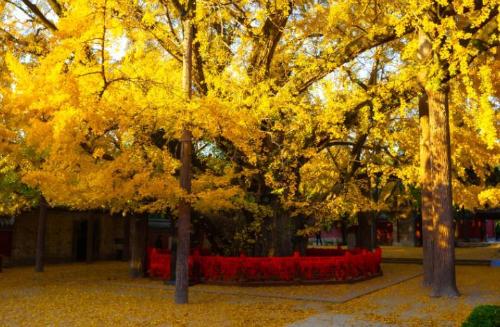 The ten oldest trees in China are more expensive than golden nanmu, and one of them has a lifespan of over 5,000 years.