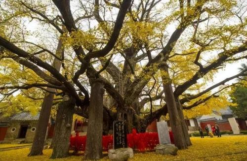 The ten oldest trees in China are more expensive than golden nanmu, and one of them has a lifespan of over 5,000 years.