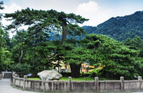 Top 10 thousand year old trees of my country, oldest 5000 years old, rare in world