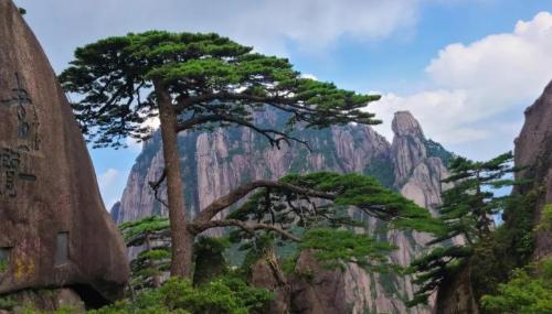 Top 10 thousand year old trees of my country, oldest 5000 years old, rare in world