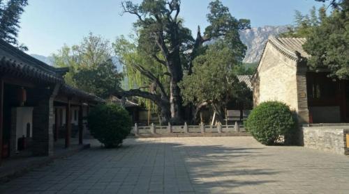 Top 10 thousand year old trees of my country, oldest 5000 years old, rare in world