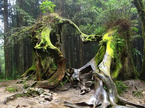 Top 10 thousand year old trees of my country, oldest 5000 years old, rare in world