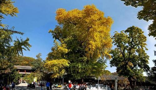 Top 10 thousand year old trees of my country, oldest 5000 years old, rare in world