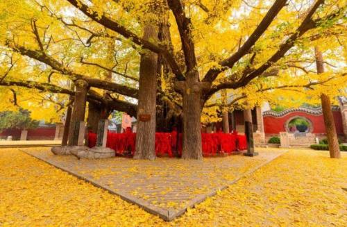 Top 10 thousand year old trees of my country, oldest 5000 years old, rare in world
