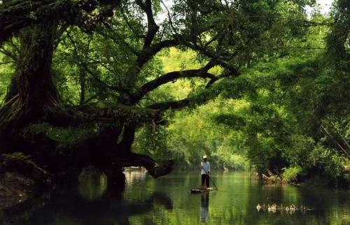Top 10 thousand year old trees of my country, oldest 5000 years old, rare in world