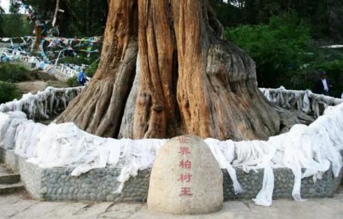 Top 10 thousand year old trees of my country, oldest 5000 years old, rare in world
