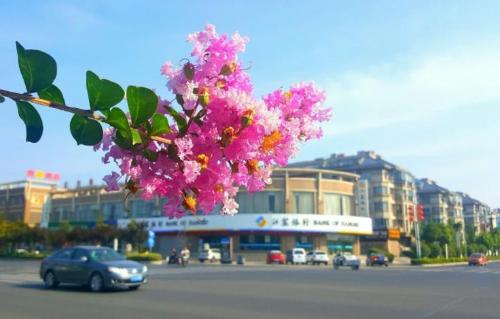 In Yancheng, Jiangsu Province, there is a comfortable county with an average temperature of 15 degrees, which is also known as "Little Jiangnan by Sea."