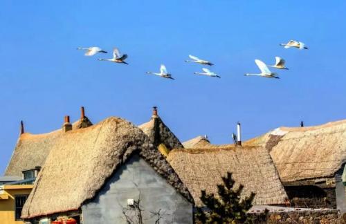 An inconspicuous fishing village in Shandong province with more than 500 families in total has become a long-awaited retirement home.