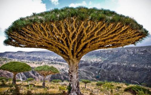 Paradise island in Middle East: it is so dilapidated that it is not as good as a remote mountain village. The villagers guard golden mountain in order to live a hard life.
