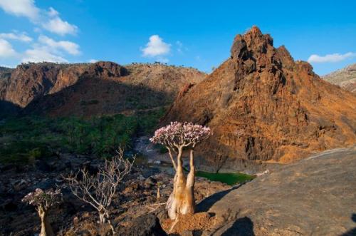 Paradise island in Middle East: it is so dilapidated that it is not as good as a remote mountain village. The villagers guard golden mountain in order to live a hard life.