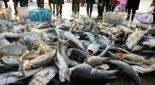 The Three Gorges Reservoir was mothballed 19 years ago, and this is a real paradise for fish.