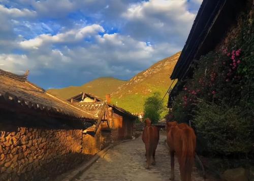 Yuhu Village, a hidden paradise at foot of Yulong Snow Mountain, is known as "the first village under Yulong Mountain."