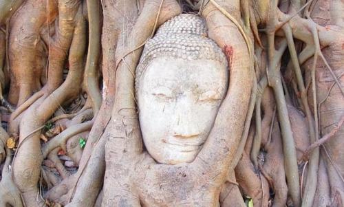 My Country's Only "Buddha-Hugging Tree" Attracts Countless Tourists and Experts Can't Explain Why