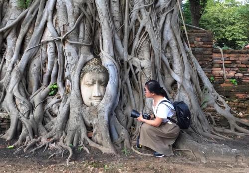 My Country's Only "Buddha-Hugging Tree" Attracts Countless Tourists and Experts Can't Explain Why