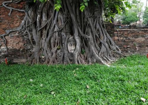 My Country's Only "Buddha-Hugging Tree" Attracts Countless Tourists and Experts Can't Explain Why
