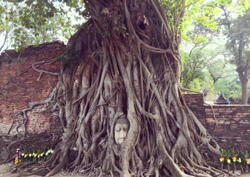 My Country's Only "Buddha-Hugging Tree" Attracts Countless Tourists and Experts Can't Explain Why