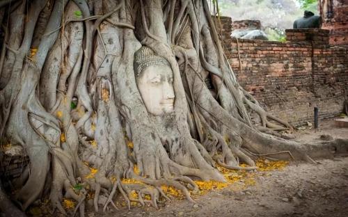 My Country's Only "Buddha-Hugging Tree" Attracts Countless Tourists and Experts Can't Explain Why