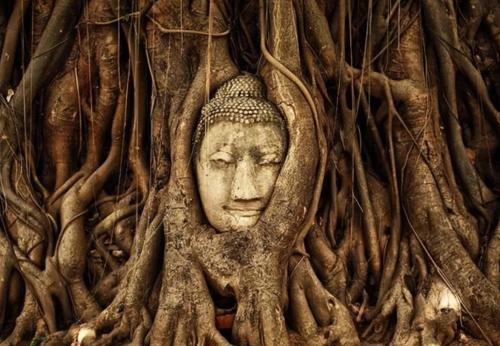 My Country's Only "Buddha-Hugging Tree" Attracts Countless Tourists and Experts Can't Explain Why