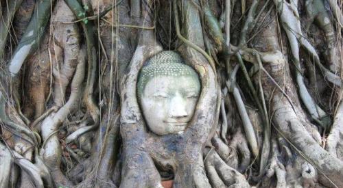 My Country's Only "Buddha-Hugging Tree" Attracts Countless Tourists and Experts Can't Explain Why