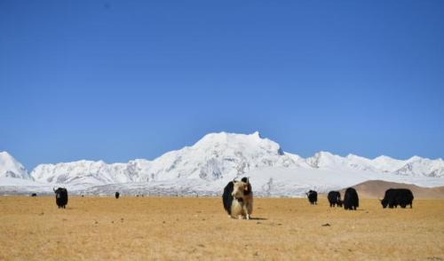 The nine great snow mountains in China are enchanting. Which one were you on?