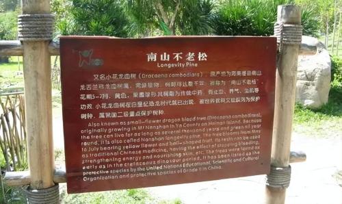 The "Eternal Nanshan Pine" originally existed and remained unchanged for thousands of years. Those who see it will increase their blessings and longevity.
