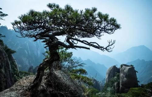 The "Eternal Nanshan Pine" originally existed and remained unchanged for thousands of years. Those who see it will increase their blessings and longevity.
