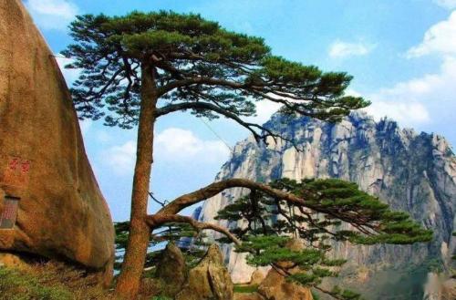 The "Eternal Nanshan Pine" originally existed and remained unchanged for thousands of years. Those who see it will increase their blessings and longevity.

