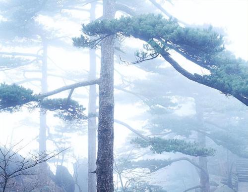 The "Eternal Nanshan Pine" originally existed and remained unchanged for thousands of years. Those who see it will increase their blessings and longevity.
