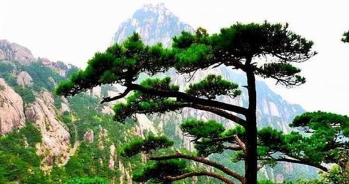 The "Eternal Nanshan Pine" originally existed and remained unchanged for thousands of years. Those who see it will increase their blessings and longevity.
