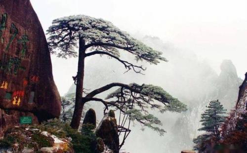 The "Eternal Nanshan Pine" originally existed and remained unchanged for thousands of years. Those who see it will increase their blessings and longevity.
