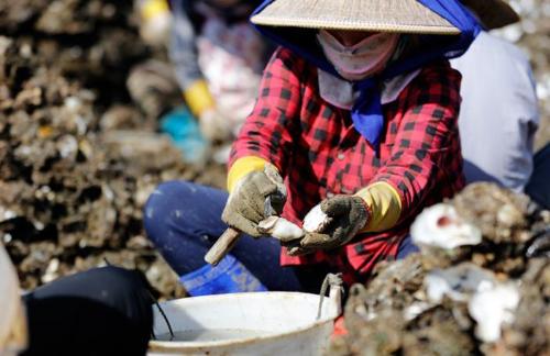 The "city of oysters in China" is located here in Guangdong province, where you can have an unforgettable oyster banquet.
