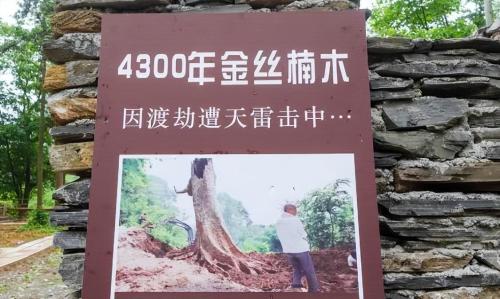 The world's largest nanmu golden tree is 4300 years old, unfortunately it could not survive robbery and is now a priceless treasure.