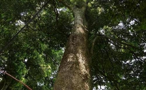 The world's largest nanmu golden tree is 4300 years old, unfortunately it could not survive robbery and is now a priceless treasure.