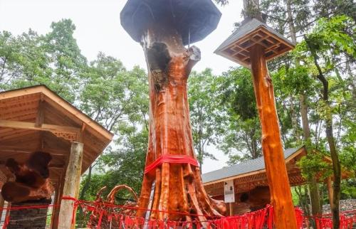 The world's largest nanmu golden tree is 4300 years old, unfortunately it could not survive robbery and is now a priceless treasure.