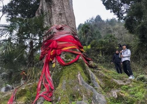 The world's largest nanmu golden tree is 4300 years old, unfortunately it could not survive robbery and is now a priceless treasure.