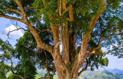The world's largest nanmu golden tree is 4300 years old, unfortunately it could not survive robbery and is now a priceless treasure.